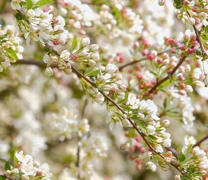 apple-blossom-9546064_640(1).jpg